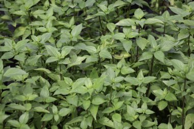 Tropik yeşillik bitkisinin doğal manzarası, stok fotoğrafı.