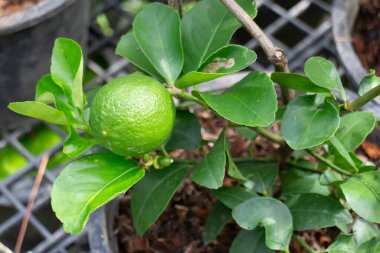 Tropik yeşillik bitkisinin doğal manzarası, stok fotoğrafı.