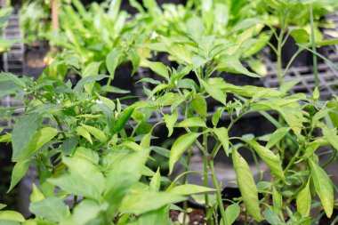 Tropik yeşillik bitkisinin doğal manzarası, stok fotoğrafı.