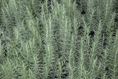 Tropik yeşillik bitkisinin doğal manzarası, stok fotoğrafı.