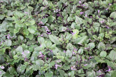 Tropik yeşillik bitkisinin doğal manzarası, stok fotoğrafı.