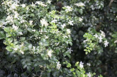 Tropik yeşillik bitkisinin doğal manzarası, stok fotoğrafı.
