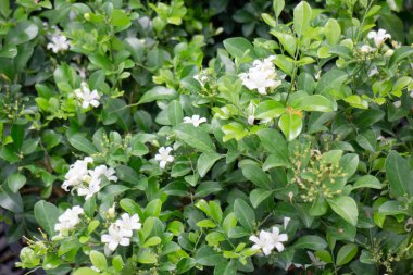 Tropik yeşillik bitkisinin doğal manzarası, stok fotoğrafı.