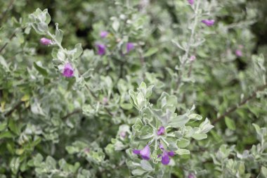 Tropik yeşillik bitkisinin doğal manzarası, stok fotoğrafı.