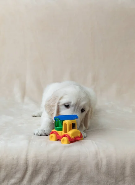 Puppy Met Een Stuk Speelgoed — Stockfoto