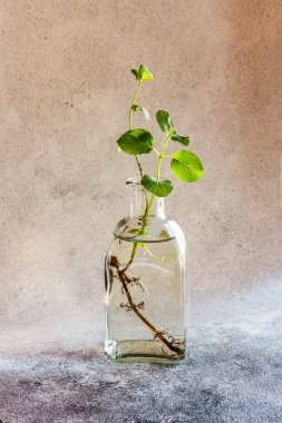 Bir kavanoz su içinde dal. bahar motifi