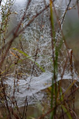 Şafak vakti tarlada çiğ taneleriyle örümcek ağı, Şafakta çayır