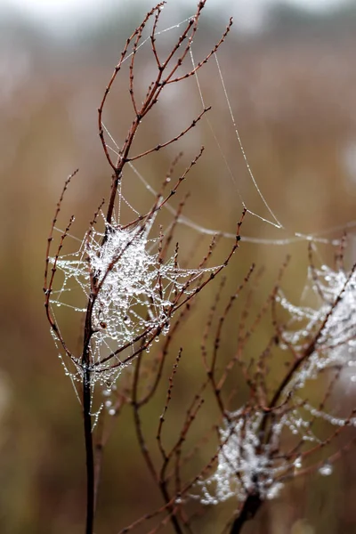 蜘蛛网和草上的露珠在上升的光芒中 — 图库照片