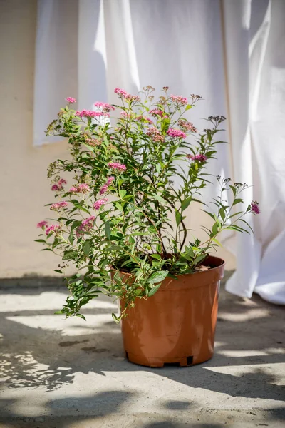 stock-photo-front-view-japanese-spiraea-high