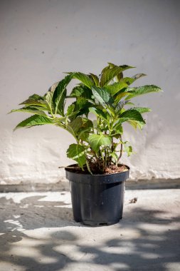 Cultivar bigleaf hydrangea (Hydrangea makrophylla 'Dark Angels') 