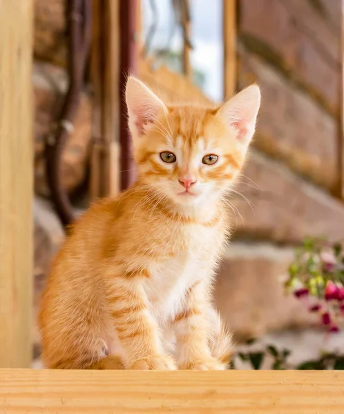 Close-up of a small cute ginger kitten sitting on a wooden porch and looking ahead. Kitten on the background of a wooden house with a window and flowers