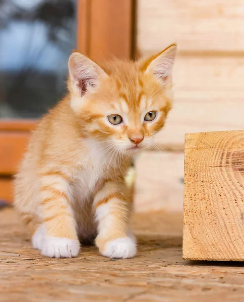 Close-up of a small cute ginger kitten sitting on a wooden porch and looking ahead. A pet. Kitten on the background of a wooden house with a window