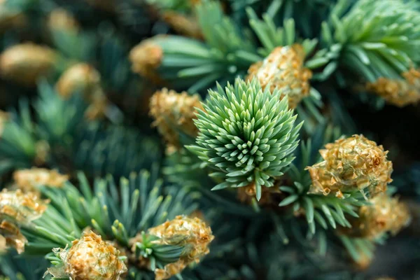Crescite Giovani Boccioli Picea Pungens Lusso Glauca Compacta Macro Sfondo — Foto Stock