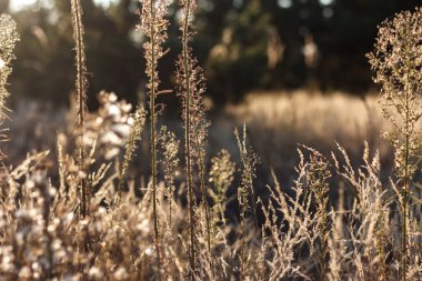 Altın gün batımında kuru otların seçici yumuşak odağı, yatay. 