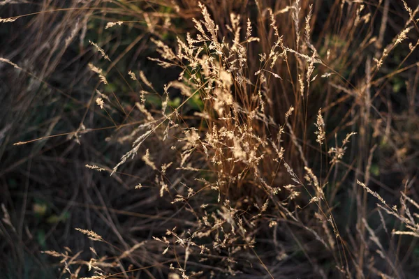 黄金の夕日で乾燥した草の選択的なソフトフォーカス — ストック写真