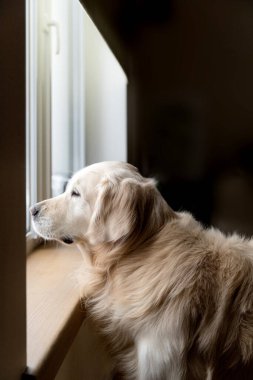 Golden Retriever sahiplerini bekliyor ve pencereden dışarı bakıyor. Dikey fotoğraf. Dairenin karanlık arka planında bir portre