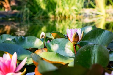 Pembe erken sabah lily veya lotus çiçek Marliacea Rosea su. Nymphaea koyu yeşil yaprakları üzerinde yükselir. Doğa konsept tasarımı için