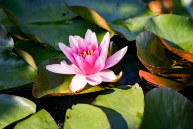 Pembe erken sabah lily veya lotus çiçek Marliacea Rosea su. Nymphaea koyu yeşil yaprakları üzerinde yükselir. Doğa konsept tasarımı için