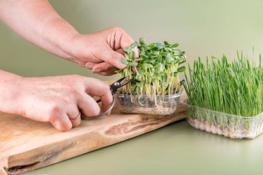 Bir kadın mikroyeşillikleri makasla keser. Yakınlarda çeşitli mikro yeşilliklerle dolu bir sürü kutu var. Sağlıklı gıda konsepti. Yatay fotoğraf