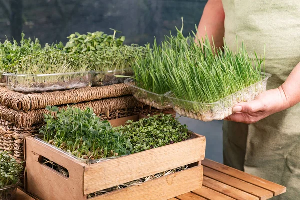 Stock image A woman holds two trays of cereal microgreens. Nearby there are many boxes with different microgreens. Expression and sale of microgreens.