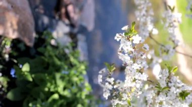 Göletin üzerinde beyaz kiraz çiçekleri var. İlkbaharda çiçek açan bitkiler.. 