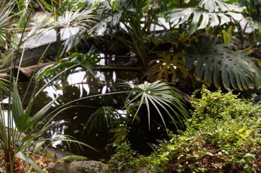 Küçük bir tropikal gölün arka planında palmiye ağaçları ve yemyeşil bitki örtüsü. Ön planda büyük bir palmiye yaprağı var. Bitkilerin yoğun gölgesinde.