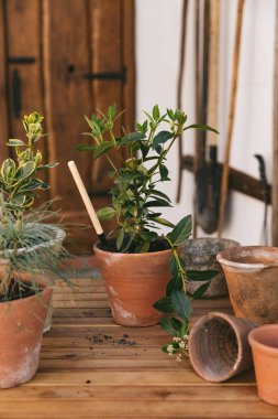 Kil kaplardaki çiçekler ahşap bir masanın üzerinde duruyor. Bitki yetiştirme süreci. Sıcak sulu renkler, güzel bitki kompozisyonu, tencere ve bahçe aksesuarları. Dikey fotoğraf