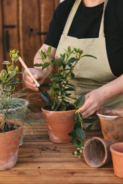 Zeytin önlüklü ve siyah tişörtlü bir kadın kilden bir kaba genç bir bitki yerleştiriyor. Hobiler ve yaşam tarzıyla ilgili bir dizi fotoğraf. Dikey fotoğraf.