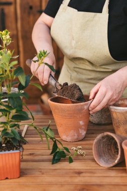 Önlüklü bir kadın elinde malayla toprağı kil bir kaba döküyor. Tahta bir masanın üzerinde çiçekli tencereler var. Bahçıvanlık, yaşam tarzı ve hobilerle ilgili bir dizi fotoğraf. Dikey fotoğraf