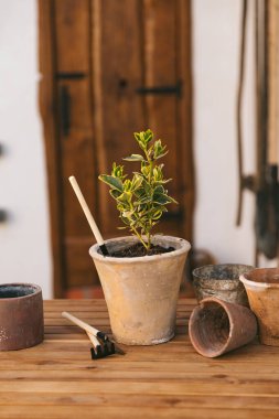 Kil kaplardaki çiçekler ahşap bir masanın üzerinde duruyor. Bir dizi fotoğraf. Bitki dikme işlemi. Sıcak sulu renkler. Dikey fotoğraf