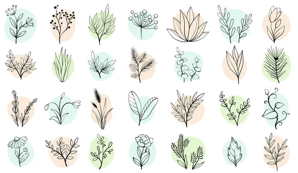 向量集草图手绘花图示植物草图 — 图库矢量图片