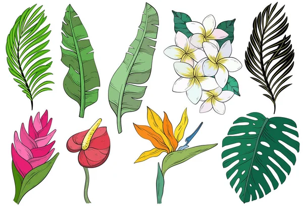 Tropical Collection Exotic Flowers Leaves Vector Elements — Stock Vector