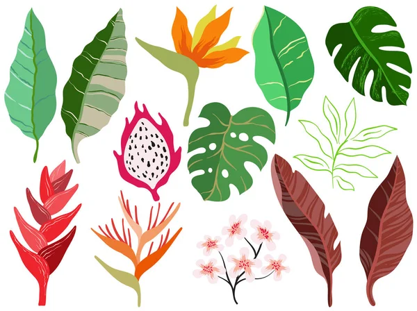 Set Aus Tropischen Blättern Blumen Pflanzen Und Früchten Vektorillustration — Stockvektor
