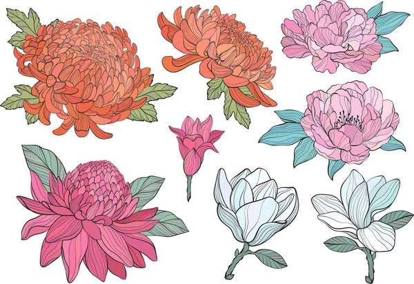 Ensemble Diverses Fleurs Pivoine Chrysantea Magnolia Gingembre Torche Etlingera Fleurs — Image vectorielle