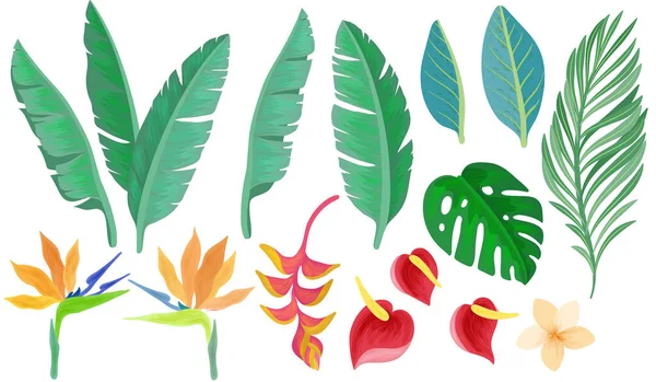 Conjunto Hojas Verdes Brillantes Tropicales Palmeras Flores Pájaro Del Paraíso — Vector de stock