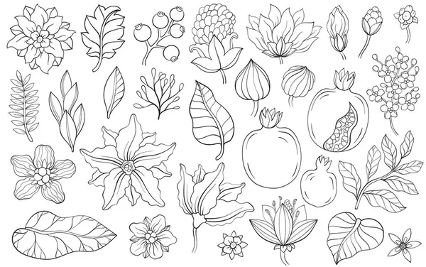 ポメグラネートの葉と花のセット ベクターイラスト ポメグラン酸ガーネットフルーツ 様々な植物 スケッチ — ストックベクタ