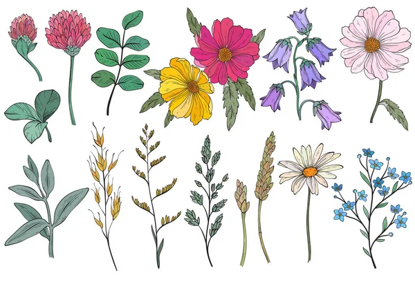 Különböző Vadon Termő Gyógynövények Virágok Gyógynövények Gyűjteménye Reális Természetes Stílusban — Stock Vector