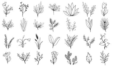 Vektör el çizimi çiçek çizimi, botanik bitkiler