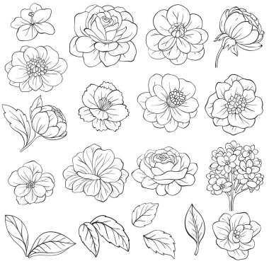 Çiçek elementleri seti. Çiçekler ve yapraklar. Tebrik kartı tasarımı için vektör düzenlemeleri