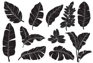 Tropik muz palmiye yaprakları seti.