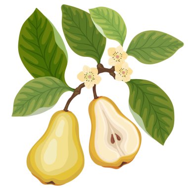 Çiçekli brunch ağacında taze armut ve armut, düz bir şekilde vektör çizimi. Beyaz arkaplanda izole