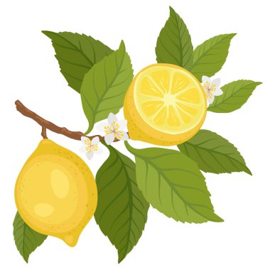 Limon ağacı brunch 'ı, vektör çizimleri. Beyaz arka planda yemyeşil yaprakları ve çiçekleri olan elle boyanmış limon dalları.