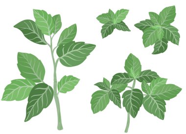 Fesleğen taze filiz bitkileri beyaz arkaplanda izole edilmiş