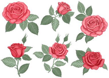 Kırmızı güllerin el çizimi. Beyaz arka planda izole gül çiçekleri. Tasarım için vektör renkli elementler çizimi