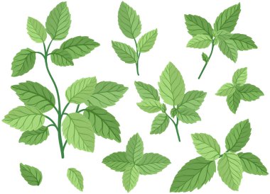 Yeşil nane yaprağı seti. Vektör grafikleri.