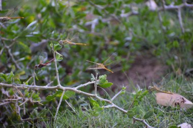 Yusufçuk ormanda çimlerde oturuyor..