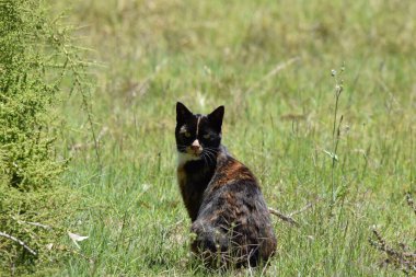 otların arasında oturan kedi