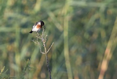 Afrika Taşkakanı ağaçta oturuyor.