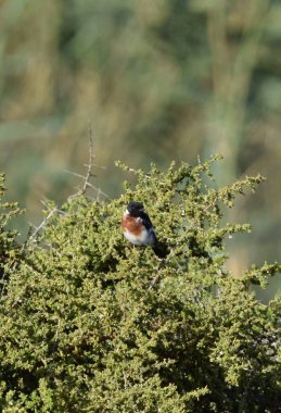 Afrika Taşkakanı ağaçta oturuyor.