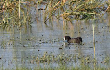 Sazlıkların arasında yüzen kırmızı topuzlu bir ördek.
